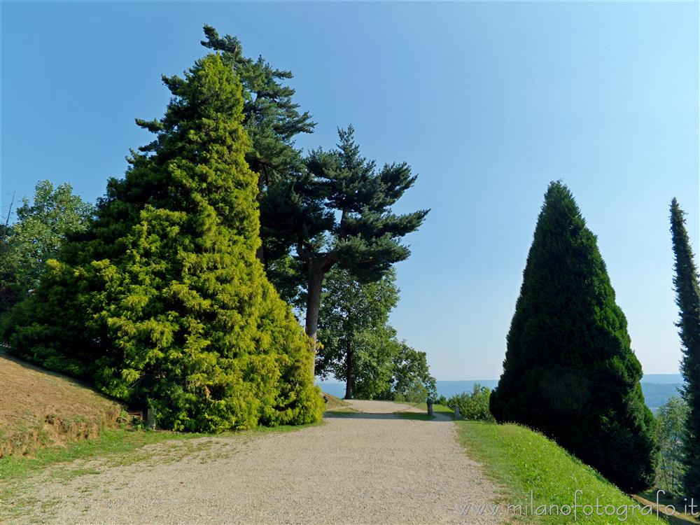 Burcina Park in Pollone (Biella. Italy) - Exotic trees at the sides of the road